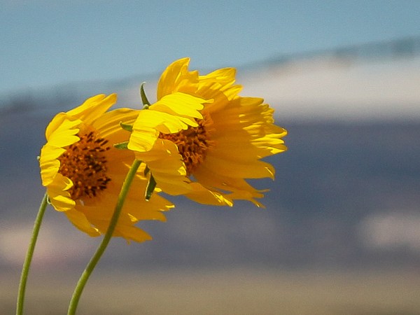 Survivor-Center Care Matters: New Preliminary&nbsp;Findings